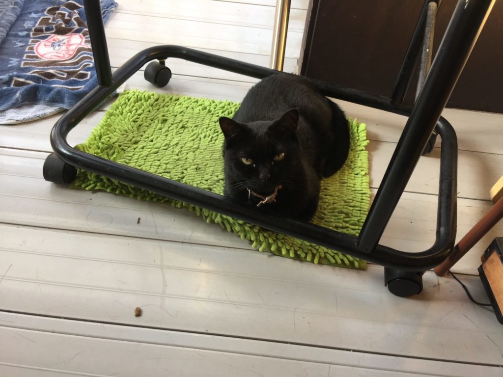 目で睨む猫