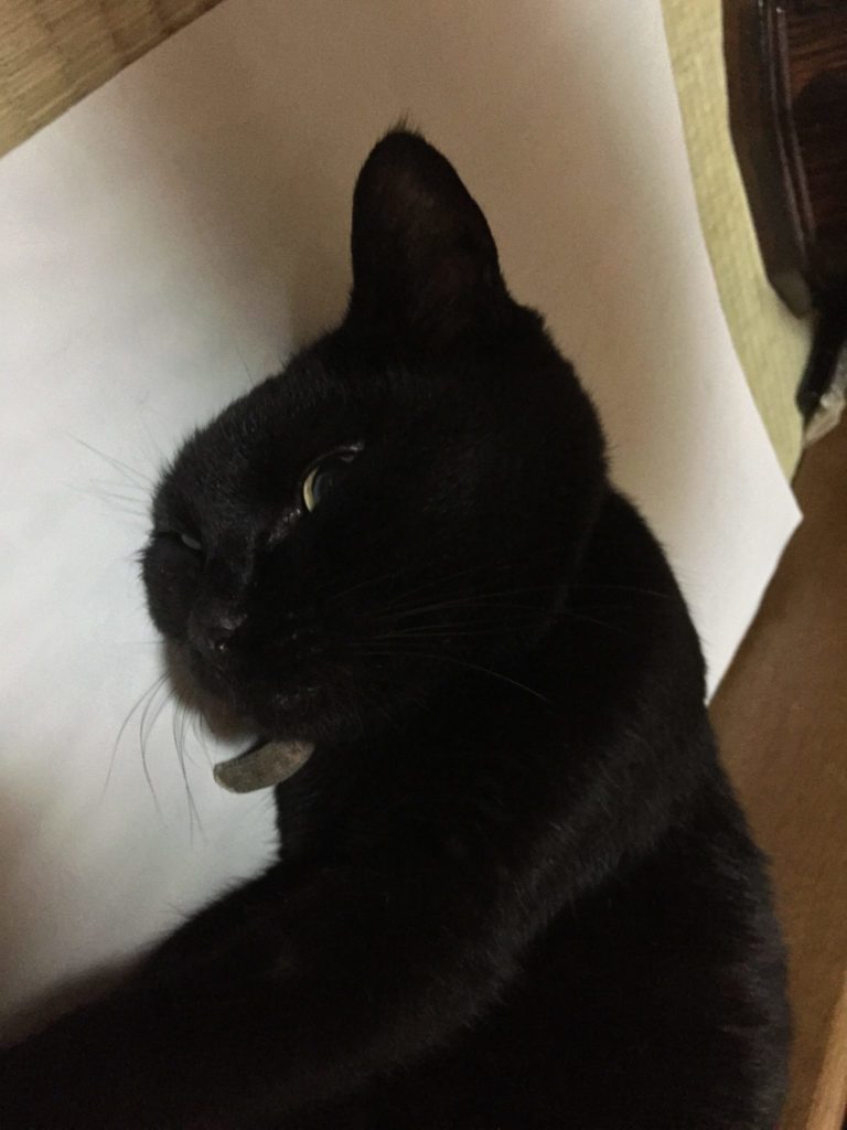 眼の前でごろんしてお腹をみせる猫