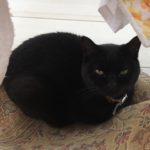 いつも相手にしてくれない猫を確実に手懐ける忘れてはいけない事。私はこれで仲良くなった